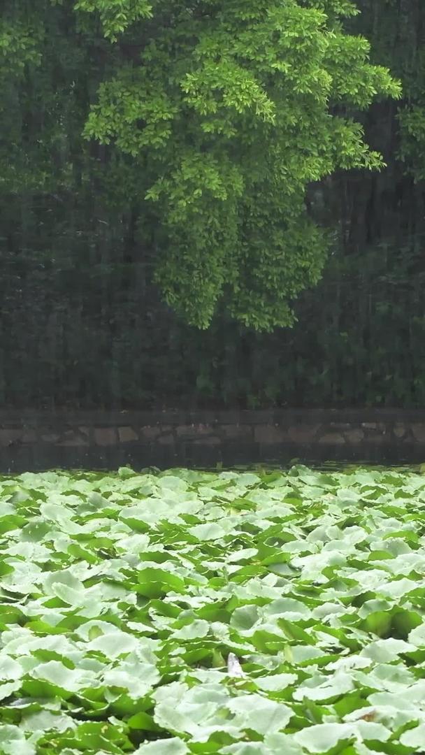 雨季植物叶片特写视频的预览图