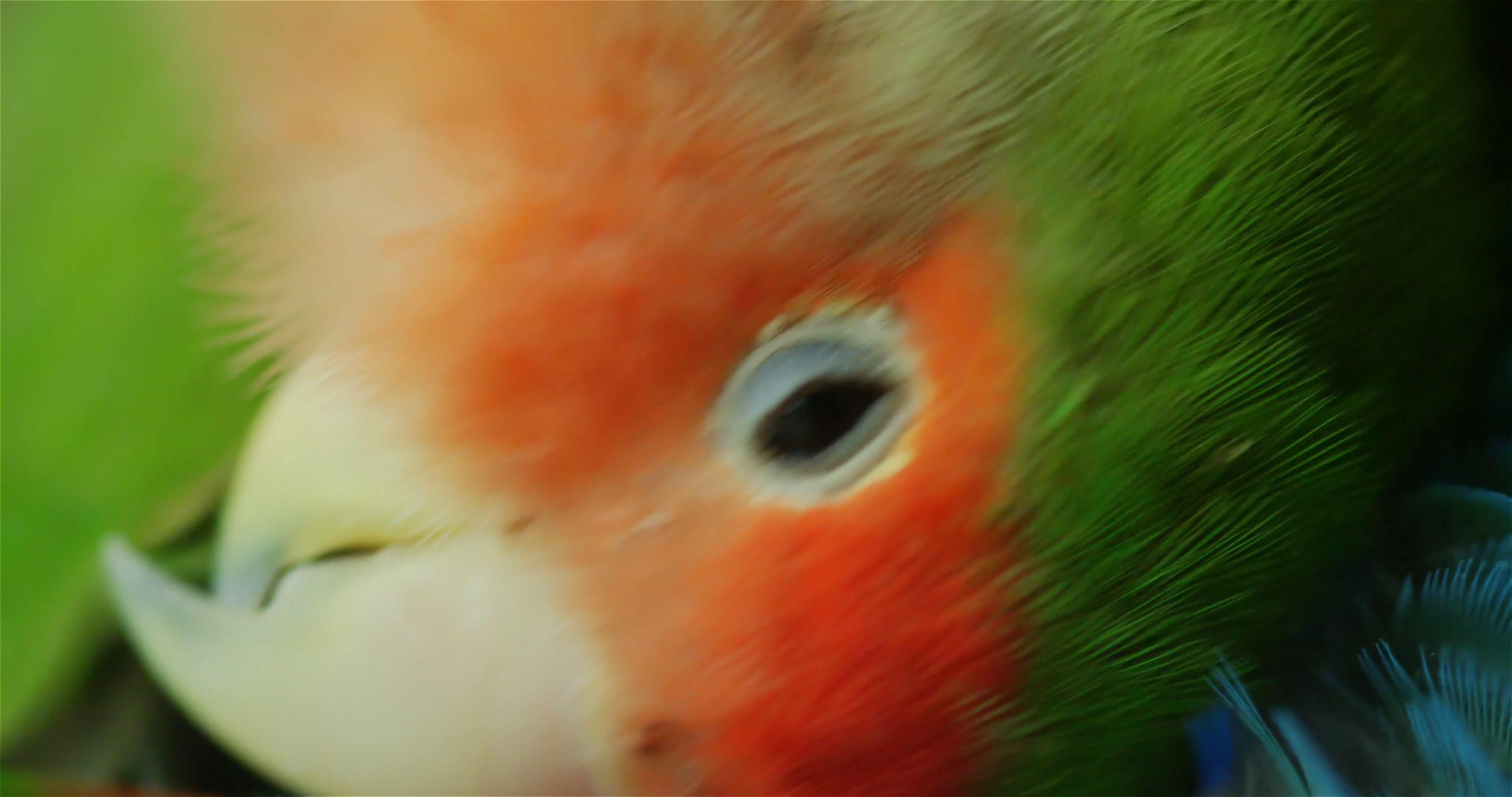 4K实景拍摄宠物鹦鹉鸟特写镜头视频的预览图