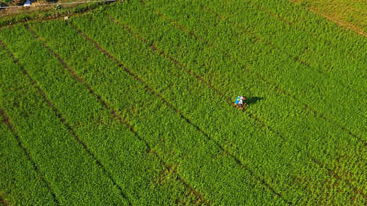 农田里喷洒农药的农民航拍特写视频的预览图