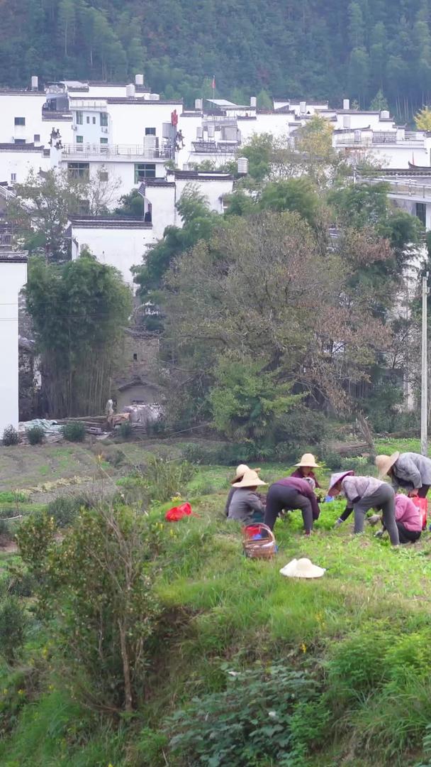 农民素材在江西婺源乡村古村落前耕地工作视频的预览图