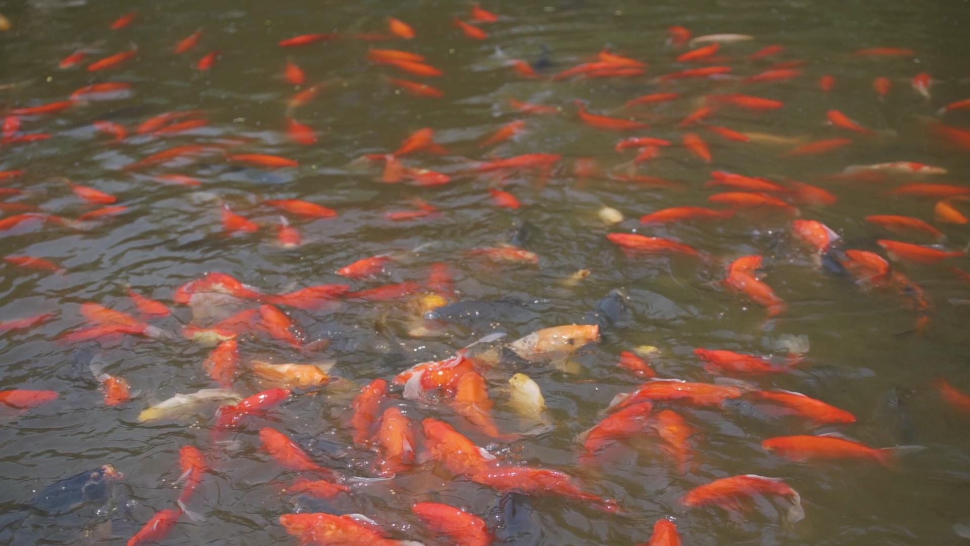 4k升格池塘里的虹鳟金尊鲤鱼抢食视频的预览图
