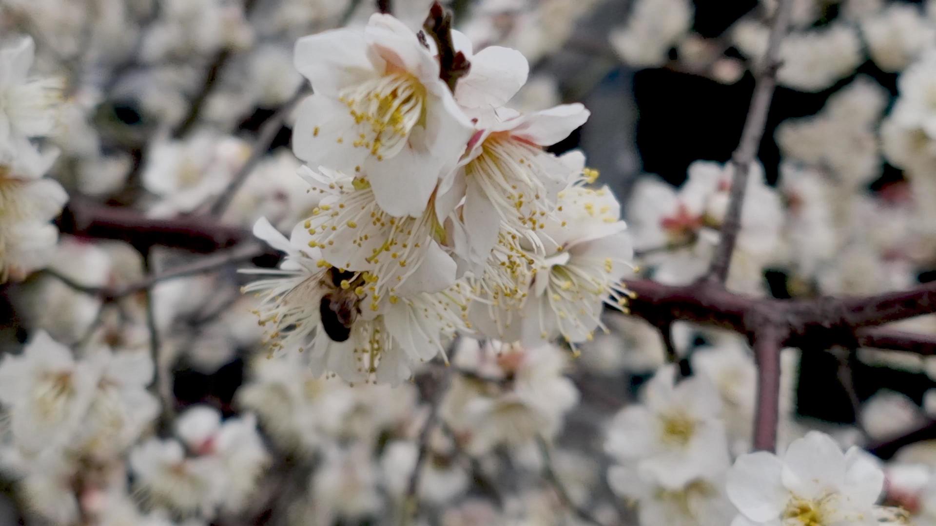 4K盛开的梅花争奇斗艳和勤劳的蜜蜂合集视频的预览图