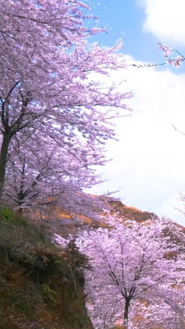 贵州安顺黄蜡樱花园实拍素材视频的预览图