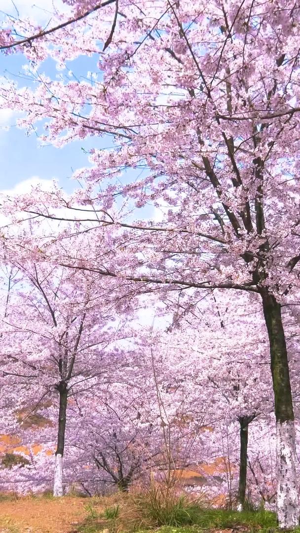 贵州安顺黄蜡樱花园实拍素材视频的预览图
