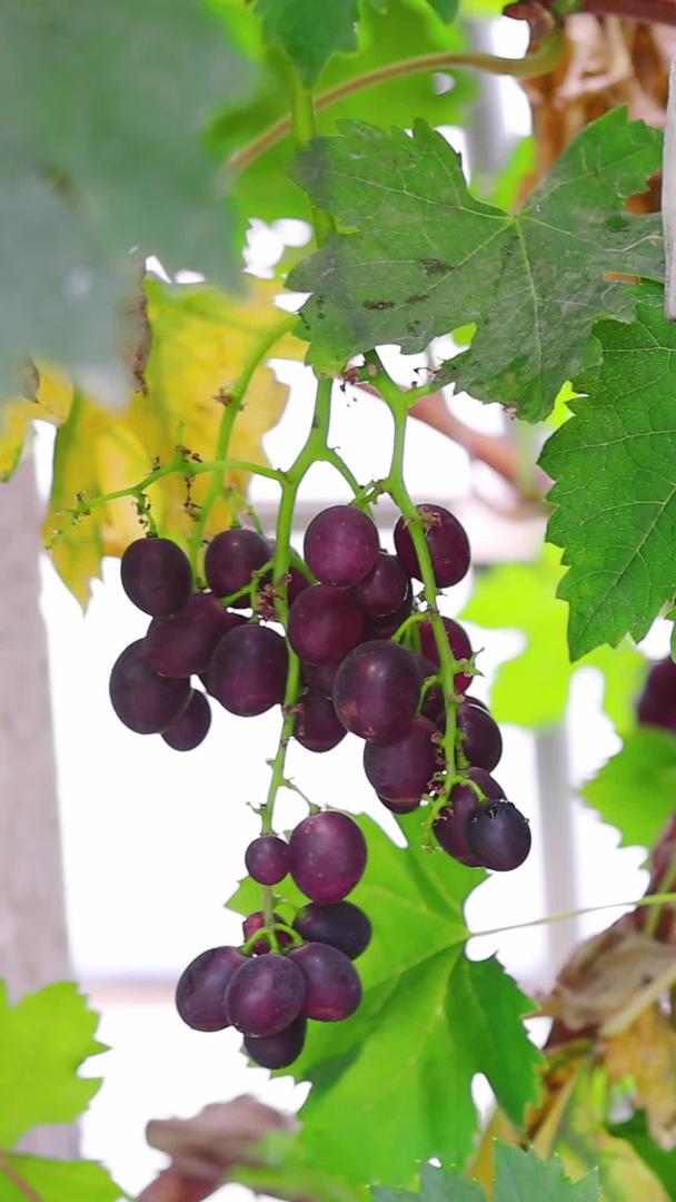 在农场温室里采摘葡萄的特写视频的预览图