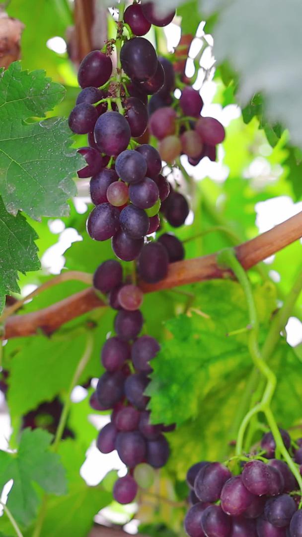 在农场温室里采摘葡萄的特写视频的预览图