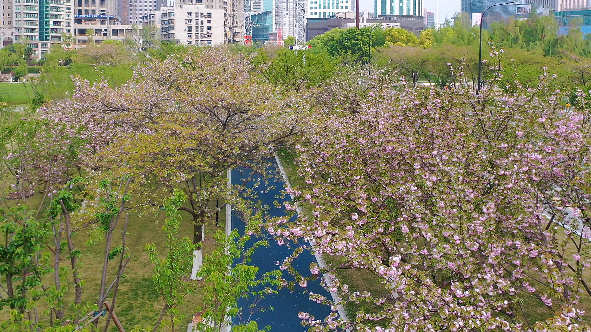 航拍武汉西北湖春天樱花季樱花大道视频的预览图