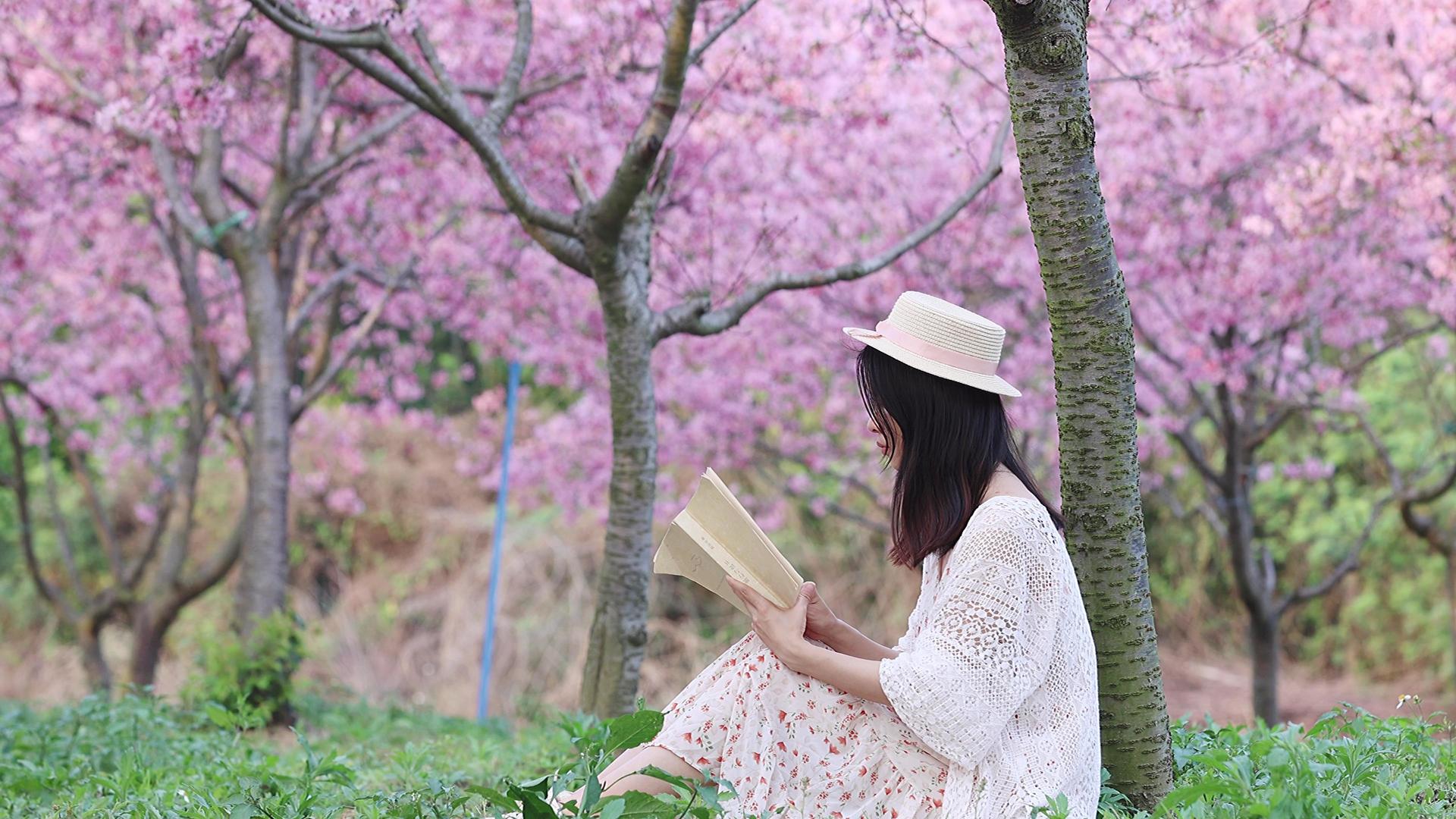 樱花树下4K实拍休闲阅读视频的预览图