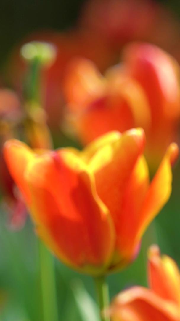 春暖花园里的金色郁金香花特写视频的预览图
