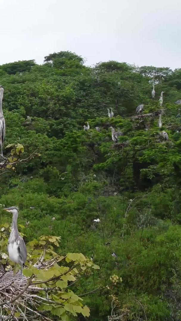 实拍国家二级保护动物白鹭视频的预览图