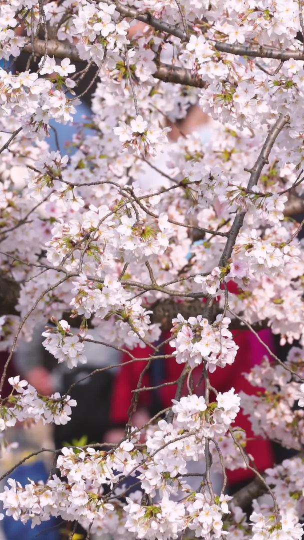 春季樱花季樱花树下熙熙攘攘的赏花人群素材视频的预览图