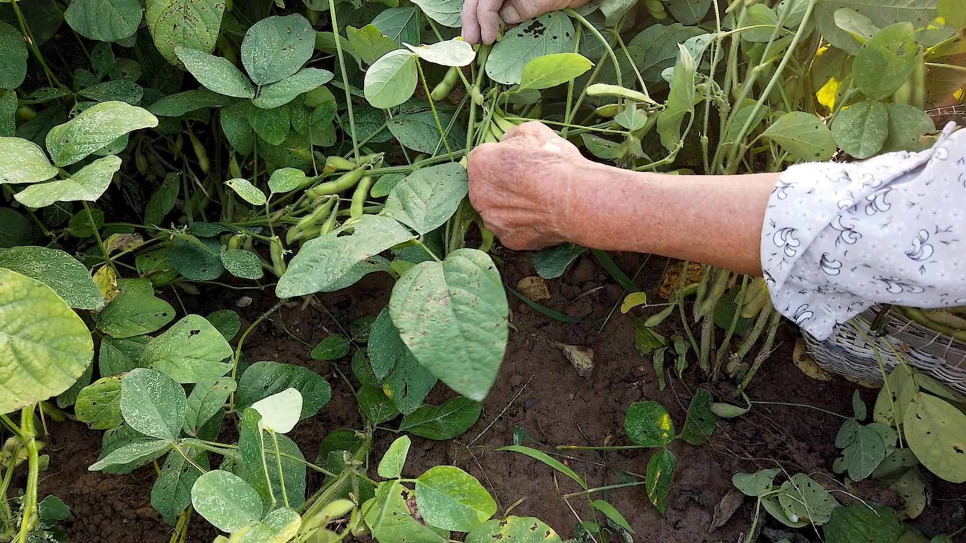 有机新鲜黄豆种植视频的预览图