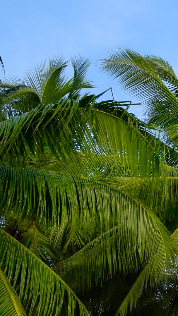海岛海风椰林延时集合视频的预览图