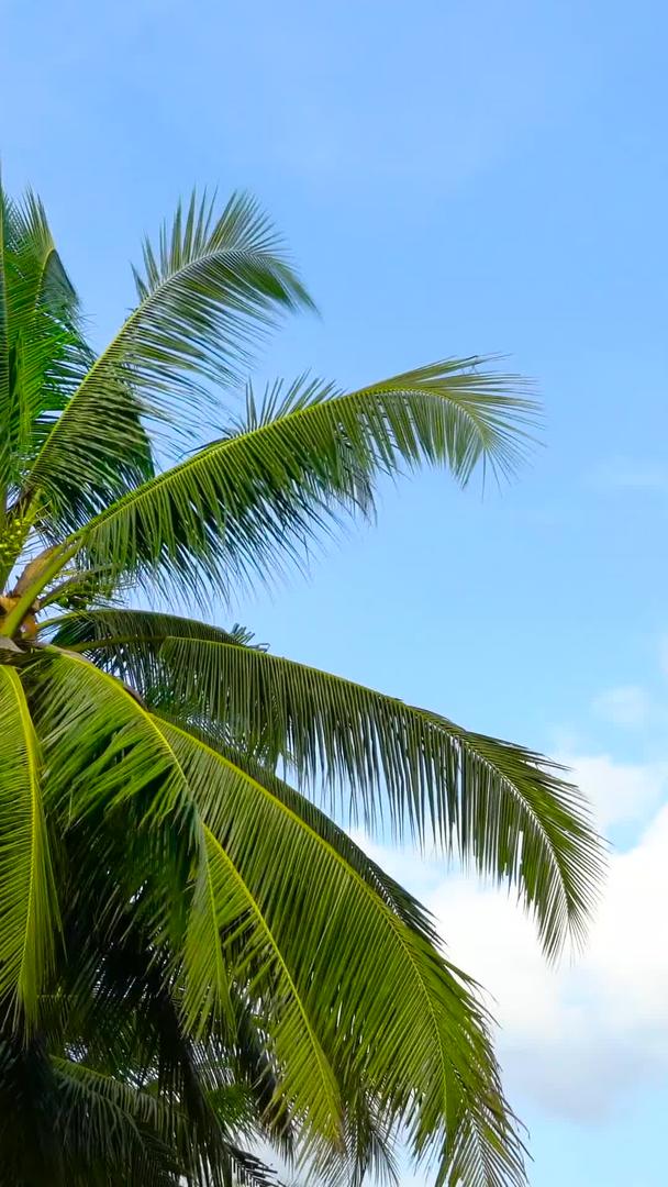 海岛海风椰林延时集合视频的预览图