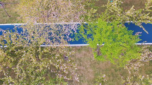 航拍武汉春天樱花季樱花树下视频的预览图