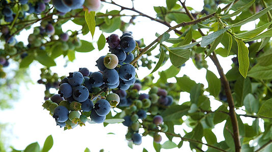 蓝莓丰收视频的预览图