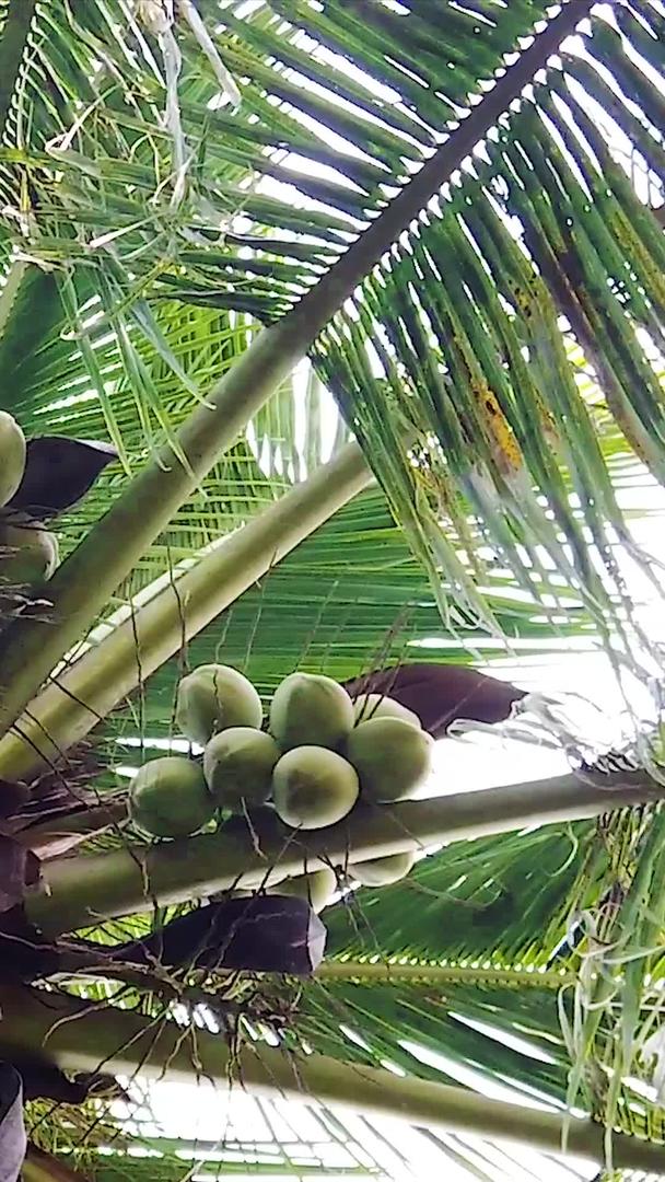 新鲜椰子树视频的预览图