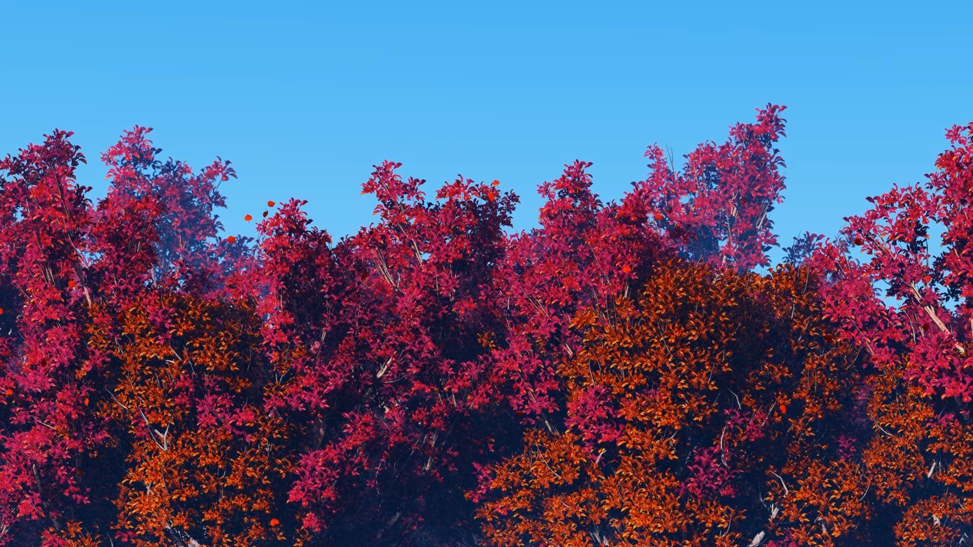 红叶背景视频的预览图