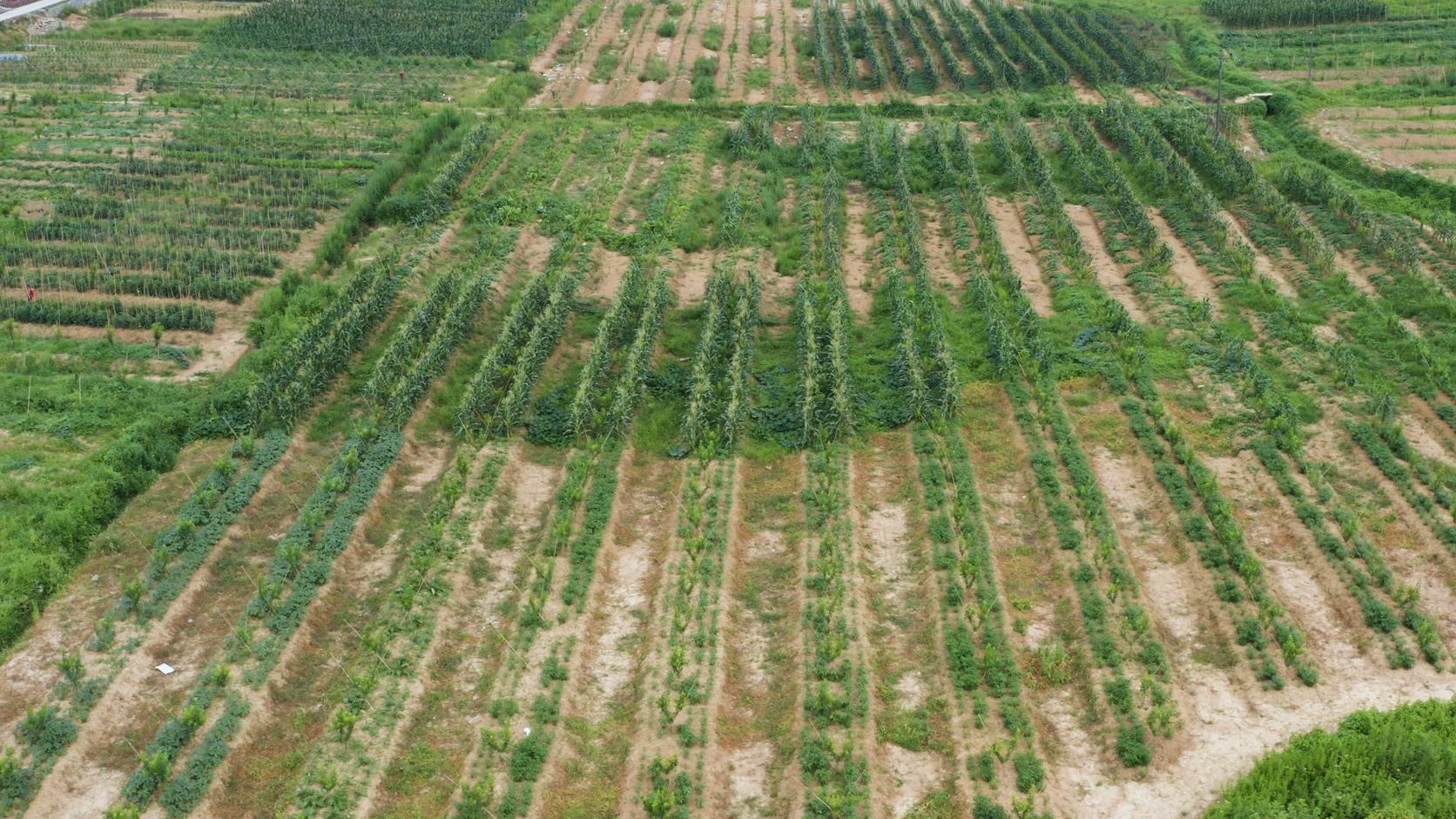 4K农民田间地头耕种打农药劳作航拍素材视频的预览图