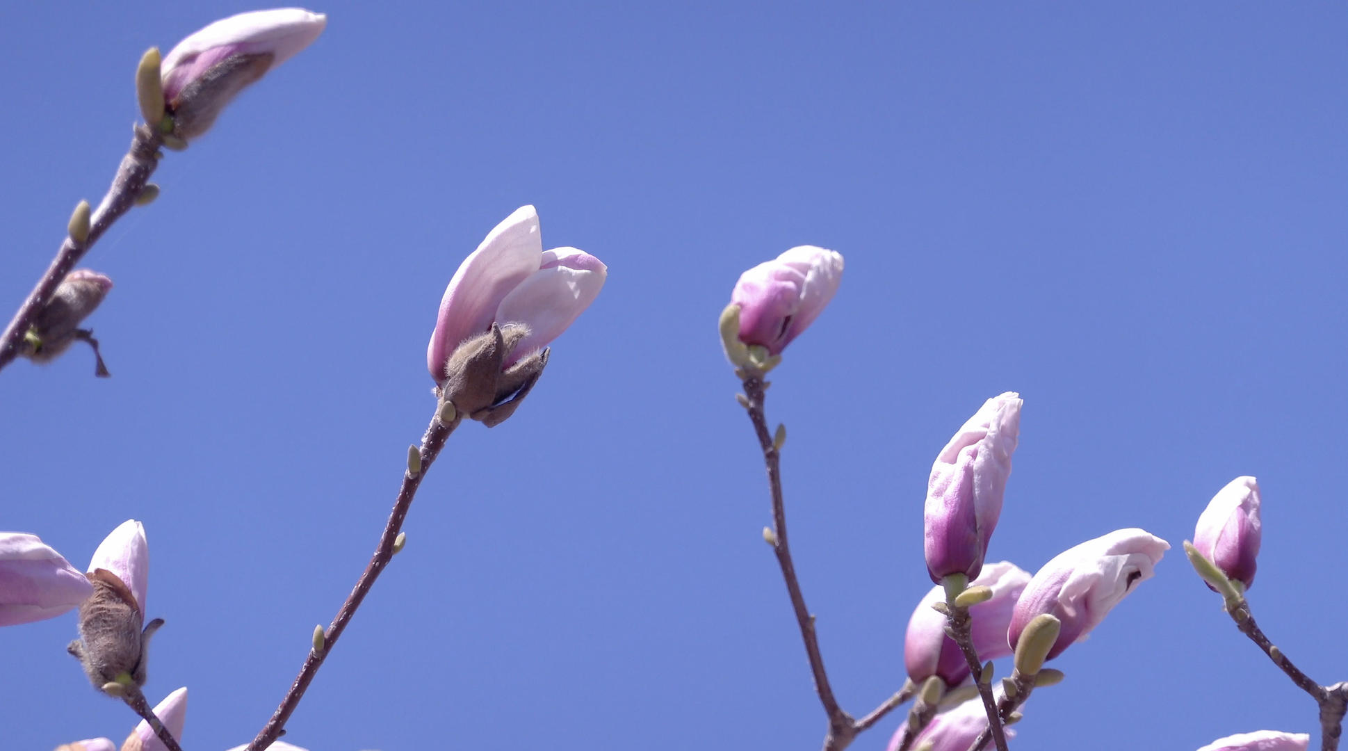 春季自然风光随风摇摆的花草合集视频的预览图