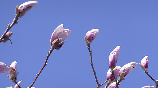 春季自然风光随风摇摆的花草合集视频的预览图