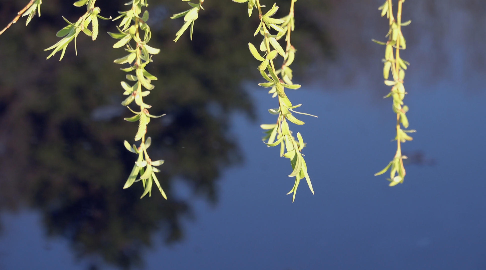 春季自然风光河边随风摇摆的柳树合集视频的预览图