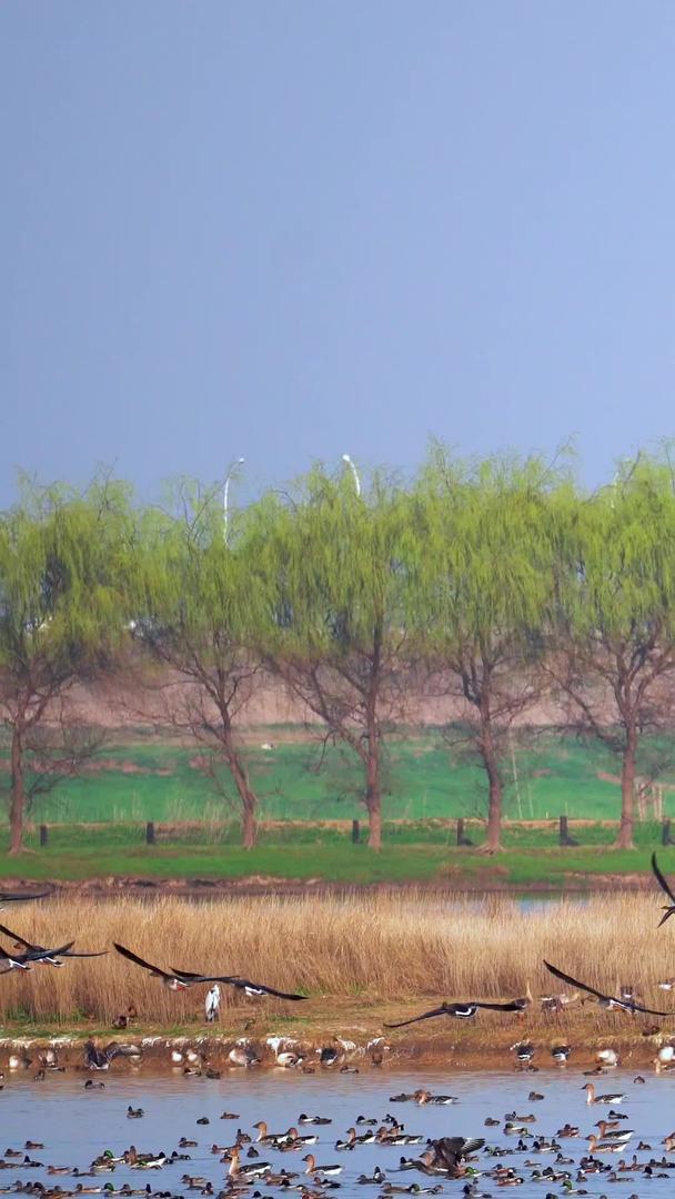 成群结队的湿地候鸟归巢起飞壮观场景视频素材视频的预览图