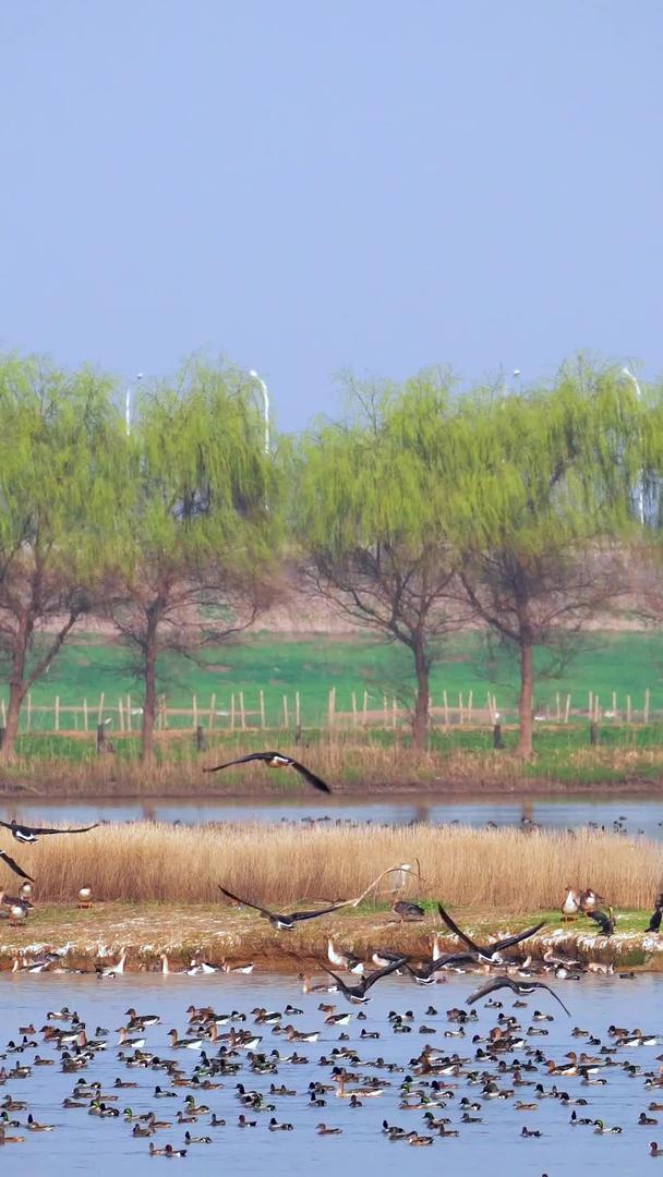 成群结队的湿地候鸟归巢起飞壮观场景视频素材视频的预览图