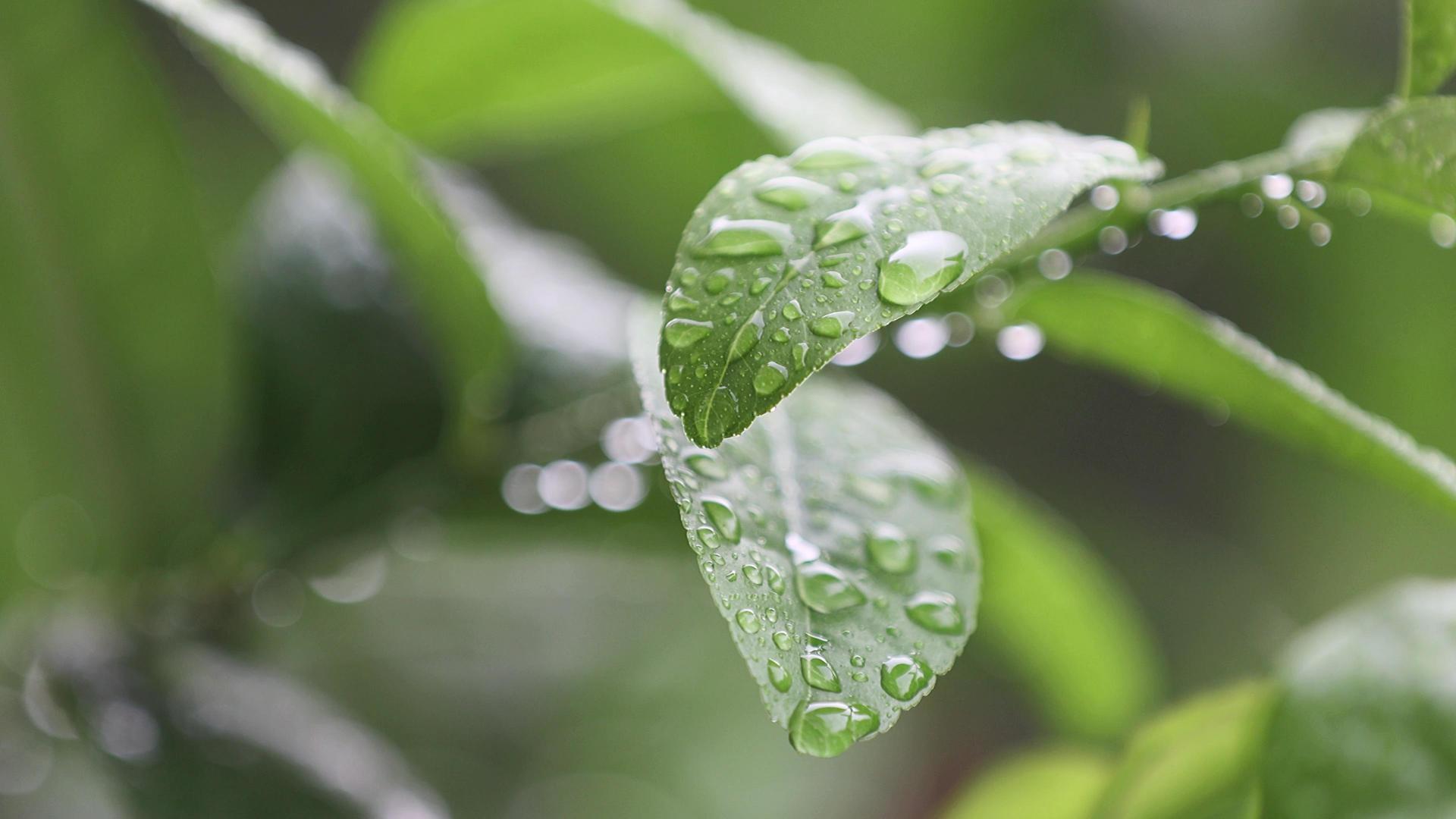 4K拍摄春雨叶上的水滴视频的预览图