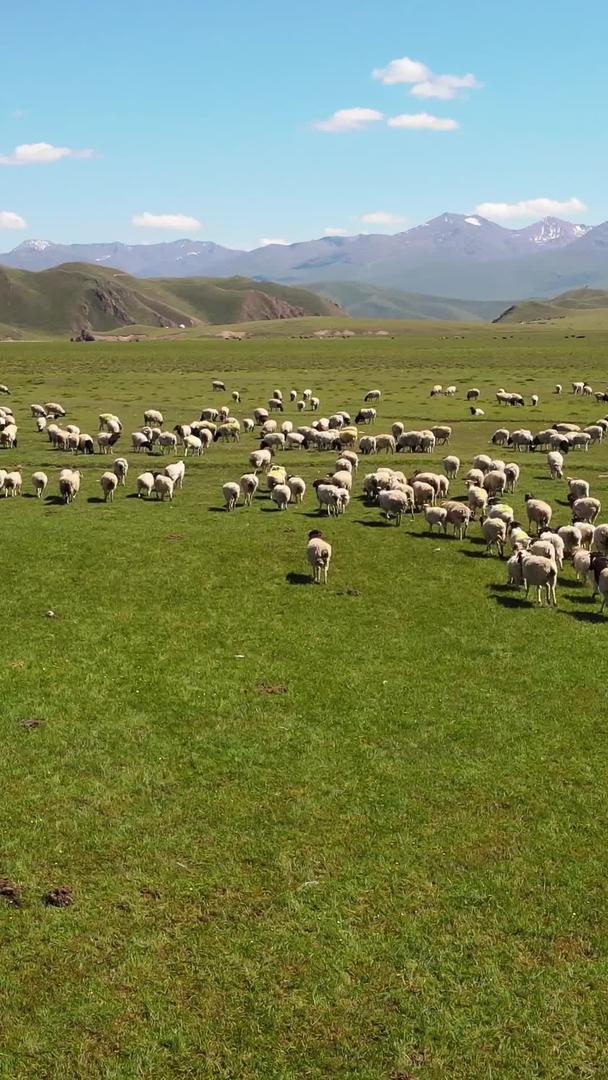 新疆蓝天白云草原上的航拍畜牧业、放羊羊群奔跑素材视频的预览图