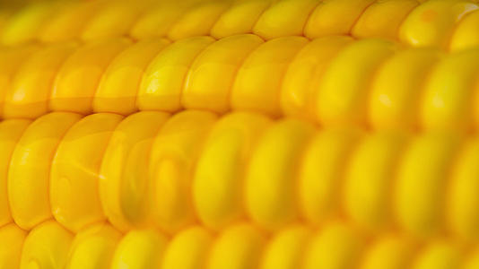 玉米油视频的预览图