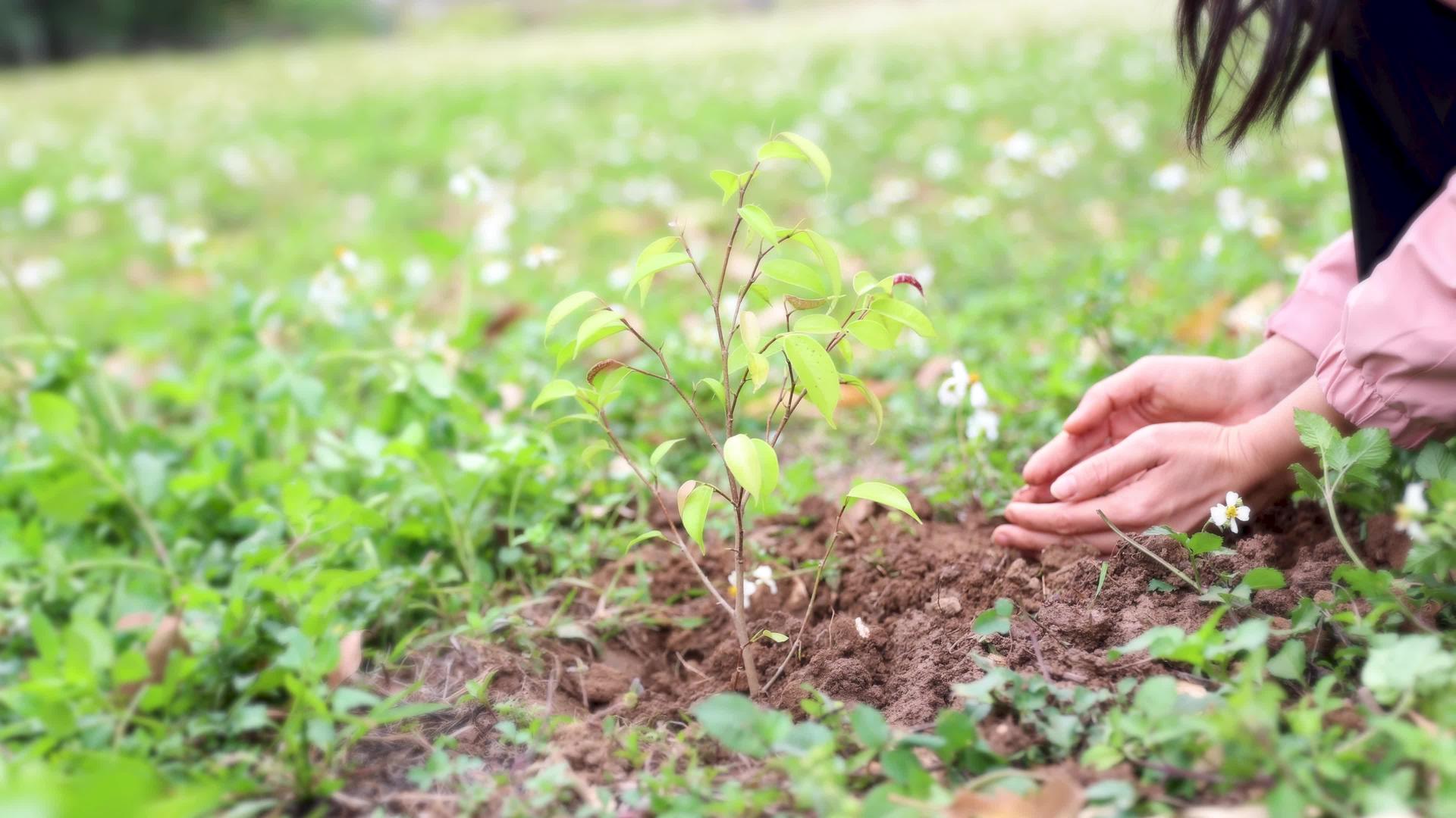 植树节幼苗的护理希望园艺视频的预览图