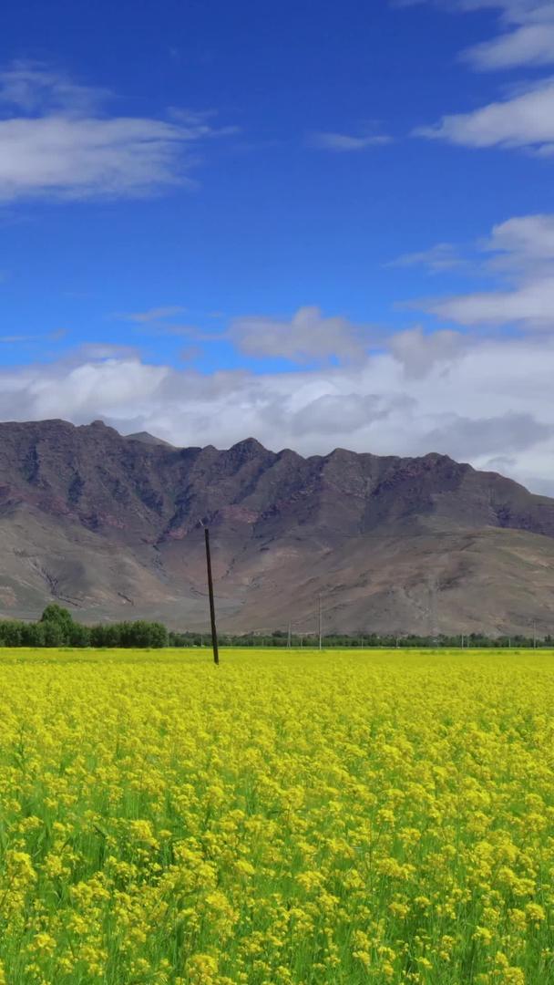 西藏日喀则地区油菜花盛开延迟视频视频的预览图