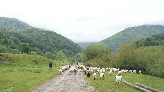 羊群视频的预览图