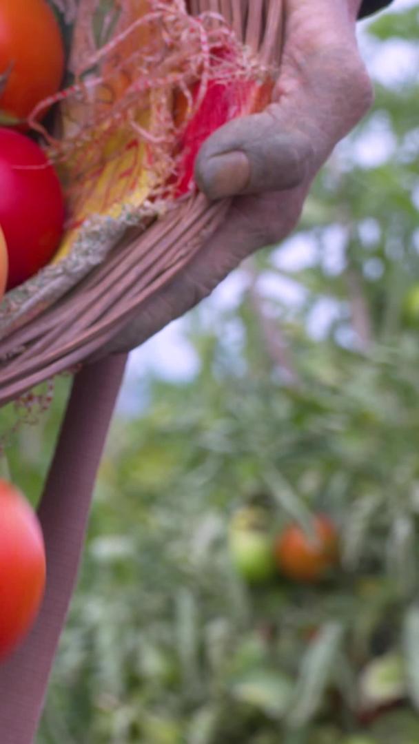 果园农村西红柿采摘高帧索尼高端机fs7视频的预览图