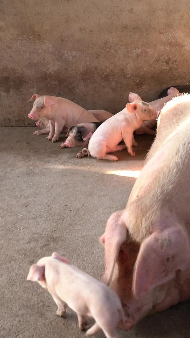 猪肉价格上涨实拍农家猪素材视频的预览图