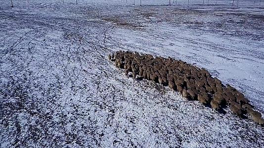 内蒙放羊羊群航拍视频的预览图
