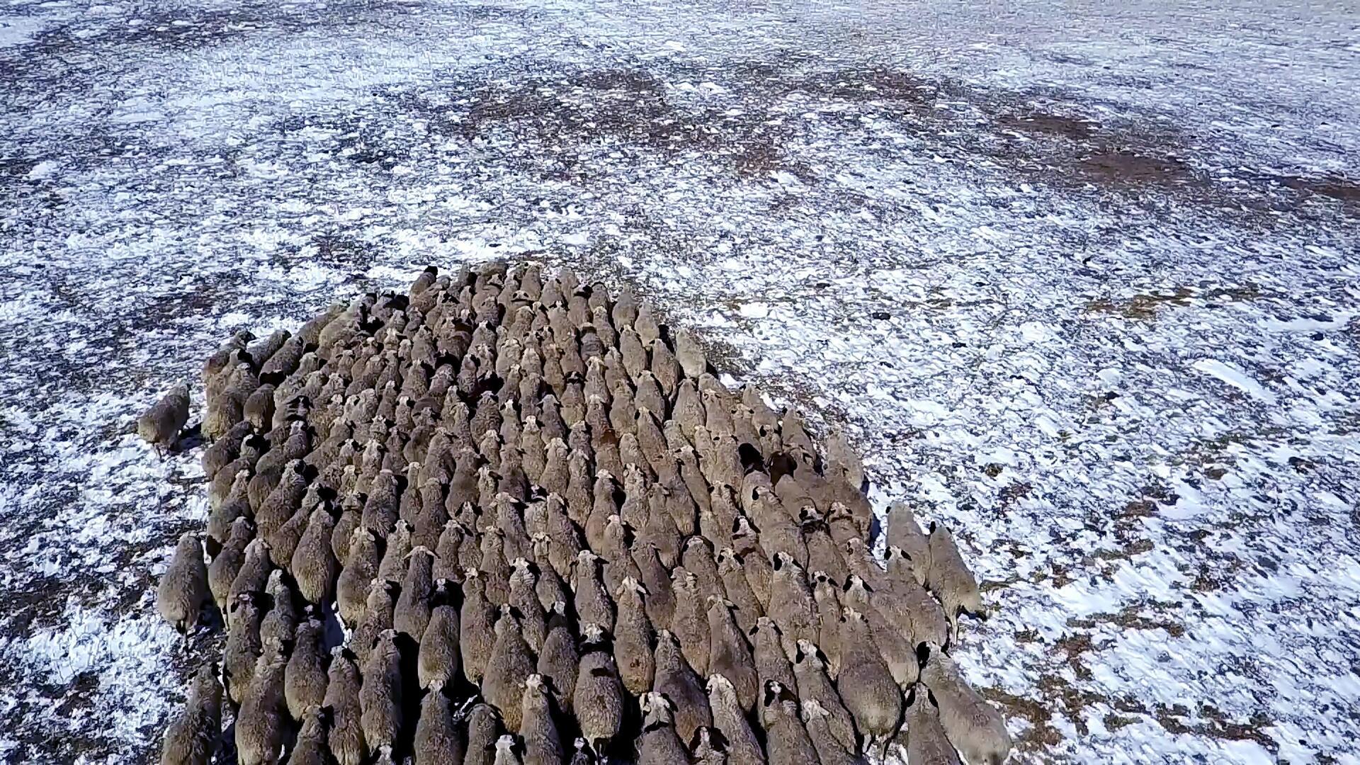 内蒙草原羊群4K航拍视频的预览图
