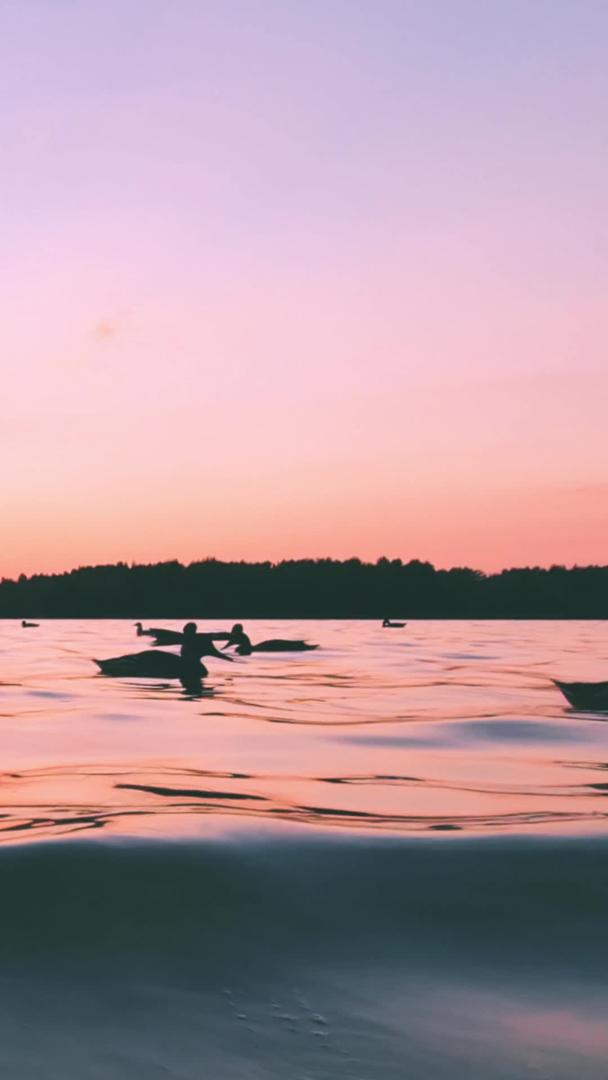 黄昏夕阳下低角度拍摄湖边嬉戏的天鹅视频的预览图