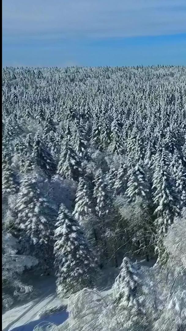 森林雾凇视频的预览图