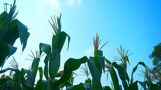 4K实拍蓝天下生长的玉米视频的预览图