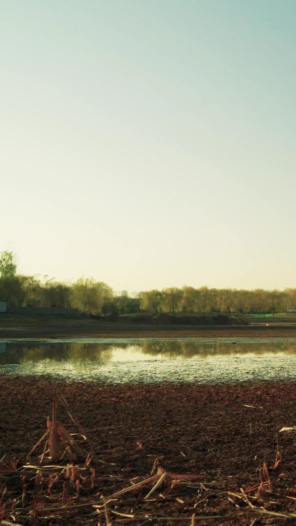 白鹭草滩湿地视频的预览图