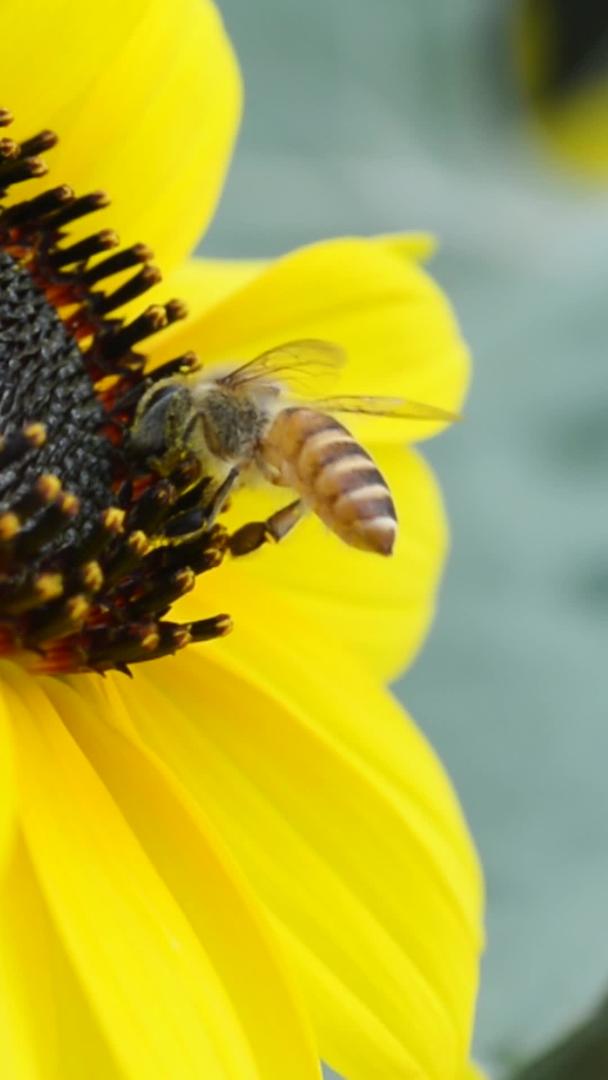 蜜蜂特写在向日葵上视频的预览图