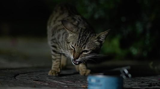 夜晚流浪猫小猫吃罐头视频的预览图