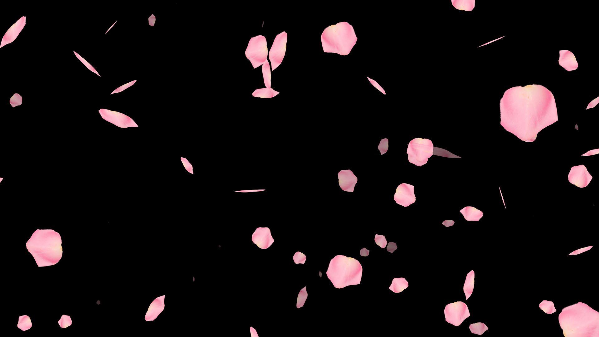 4K花瓣飘动冲屏通道视频的预览图