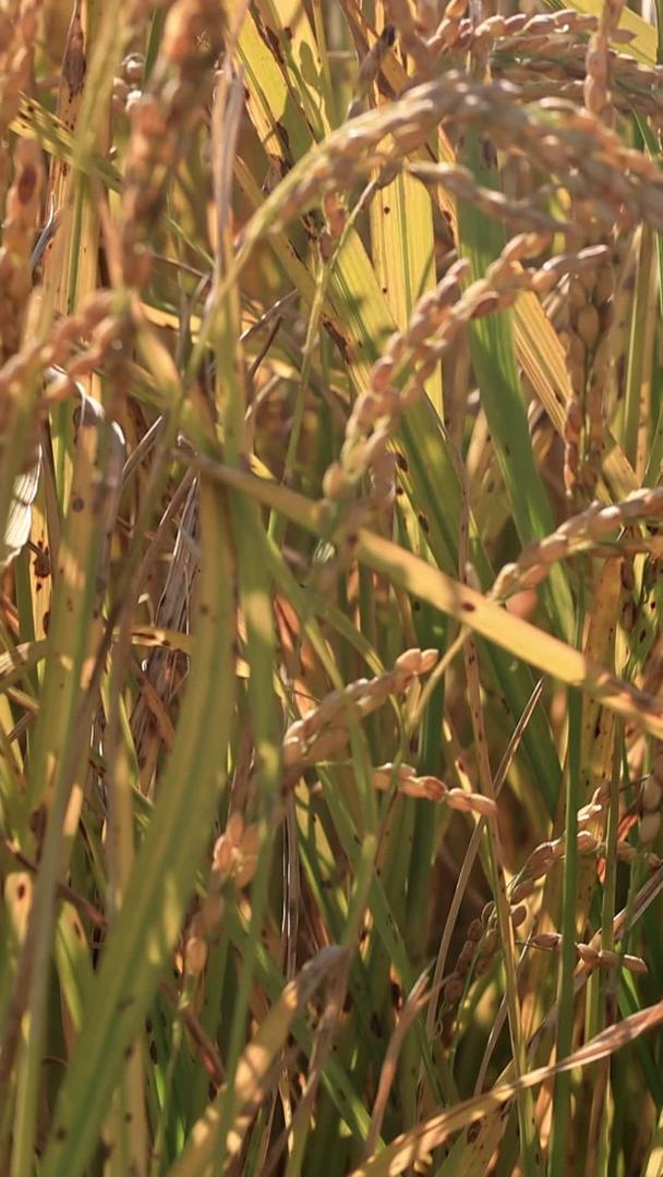 丰收的稻田视频的预览图