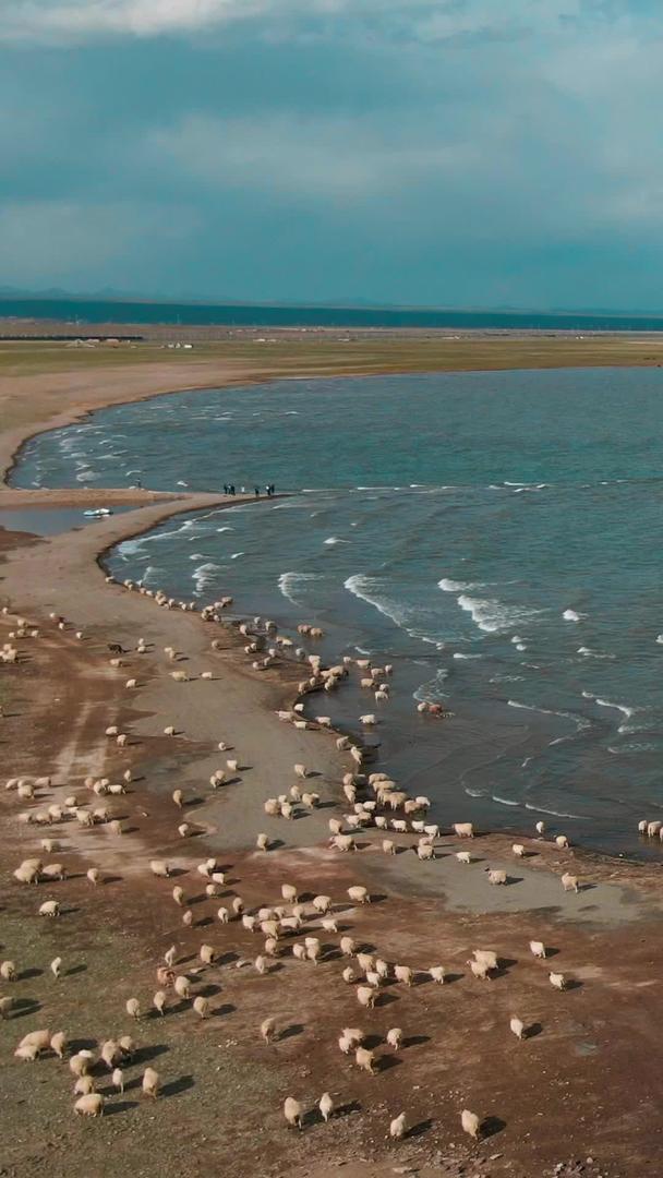 青海湖羊群航拍视频的预览图