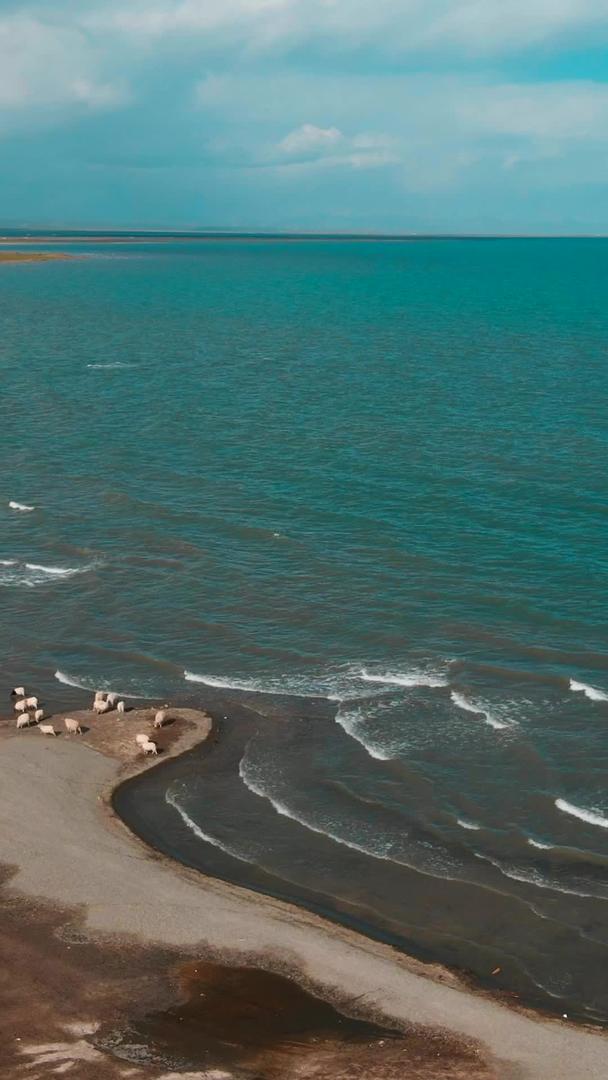 青海湖羊群航拍视频的预览图