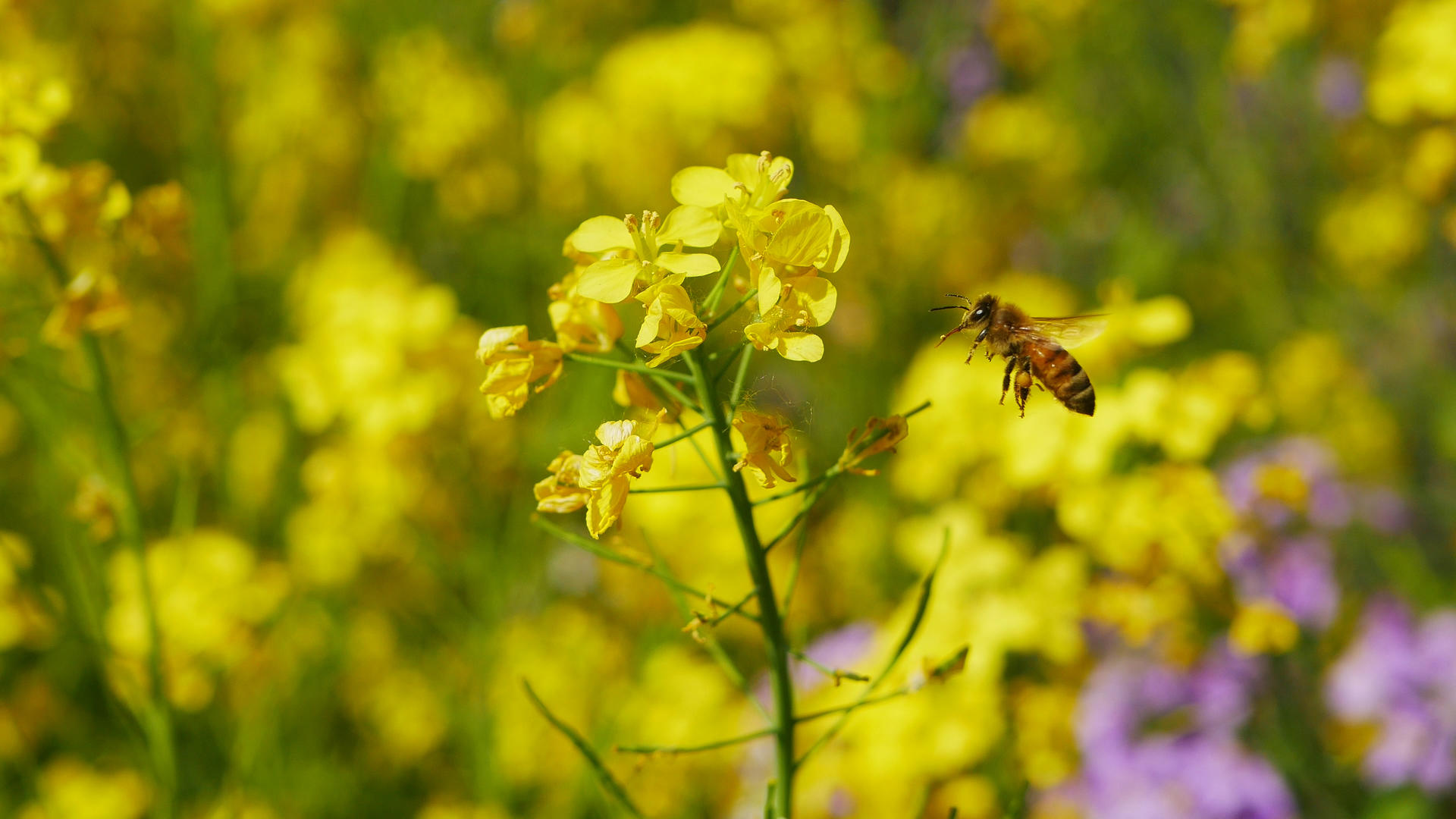 花丛中的蜜蜂视频的预览图
