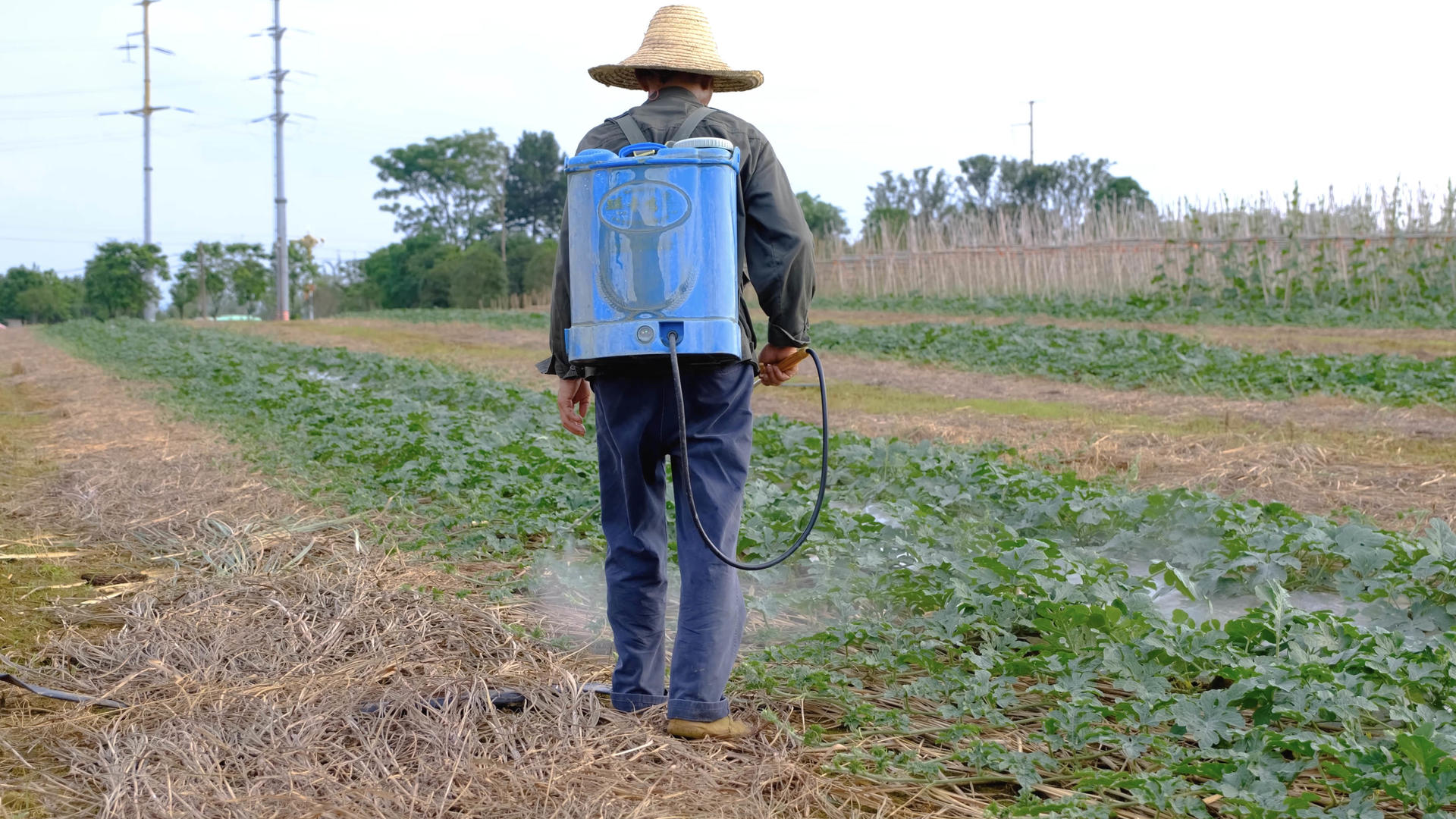 在田地里喷洒农药的农民伯伯视频的预览图